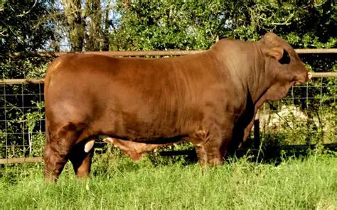 Understanding the Importance of Nutritional Feeds for Beefmaster Bulls