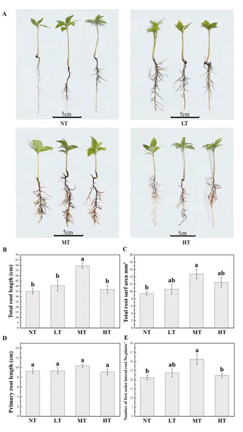 Understanding the Importance of Paclobutrazol in Rubber Seed Growth