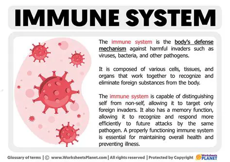Understanding the Importance of the Immune System