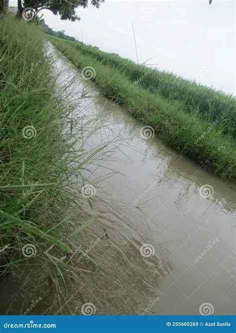 Understanding the Importance of Water Conditions in Rice Production