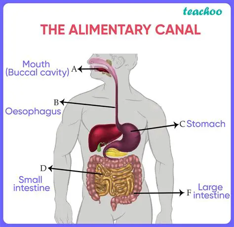 Understanding the Layers of the Alimentary Canal