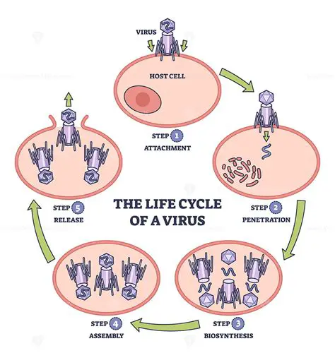 Understanding the Life Cycle of a Virus