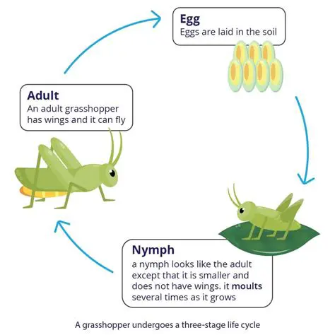 Understanding the Life Cycle of Various Organisms