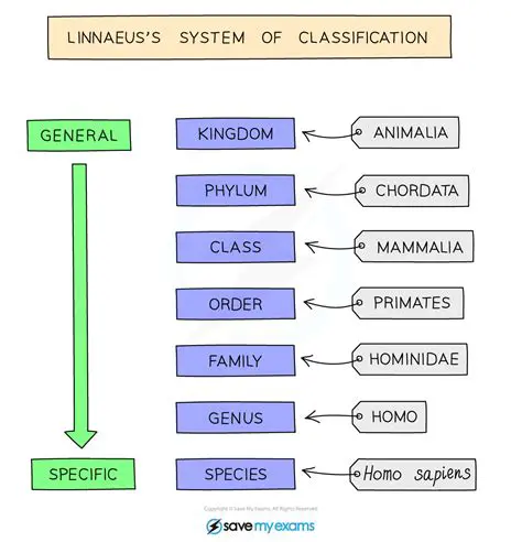 Understanding the Linnaeus System of Classification