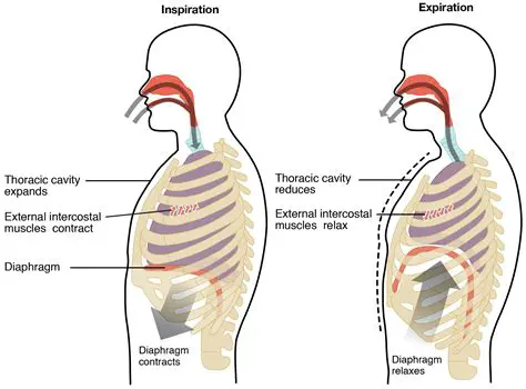 Understanding the Mechanics of Lung Expansion