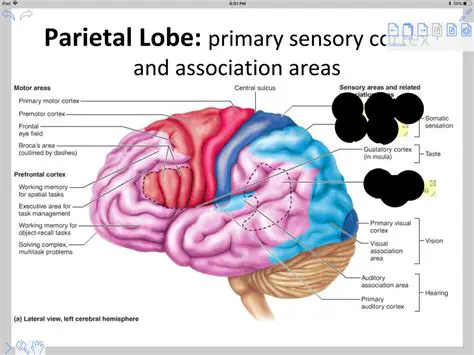Understanding the Parietal Lobe