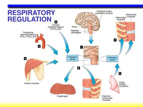 Understanding the Physiology of Breathing During Physical Exertion