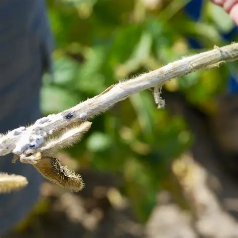 Understanding the Problem of Sprouts in Soybeans