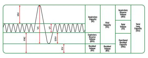Understanding the Relationship Between Breathing Rate and Lung Capacity