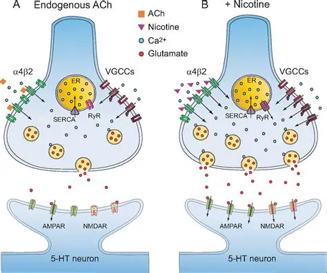 Understanding the Relationship Between Nicotine and Acetylcholine
