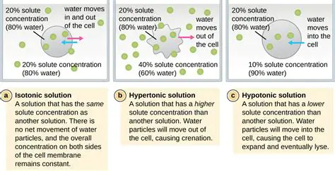 Understanding the Relationship Between Solute Concentration and Hypotonic Solutions