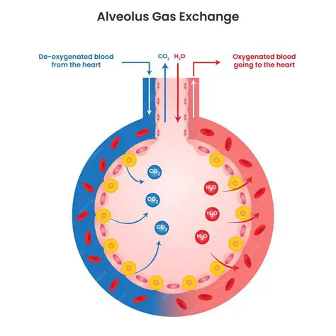 Understanding the Role of Alveoli in Gas Exchange