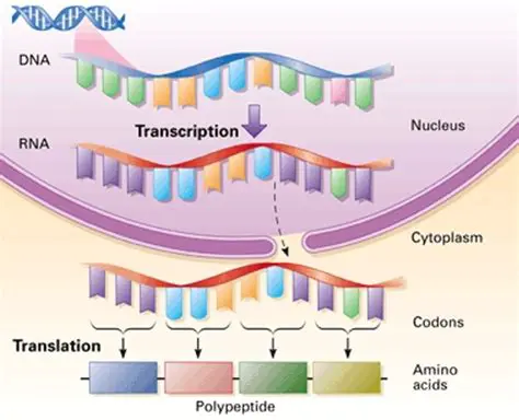 Understanding the Role of DNA in Protein Production