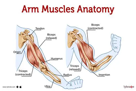 Understanding the Role of Muscles in the Communication Path