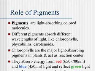 Understanding the Role of Pigments