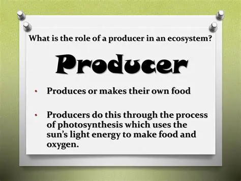 Understanding the Role of Producers in an Ecosystem