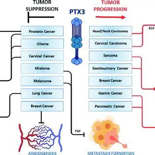 Understanding the role of PTX3 in predicting prognosis in patients with AMI is crucial