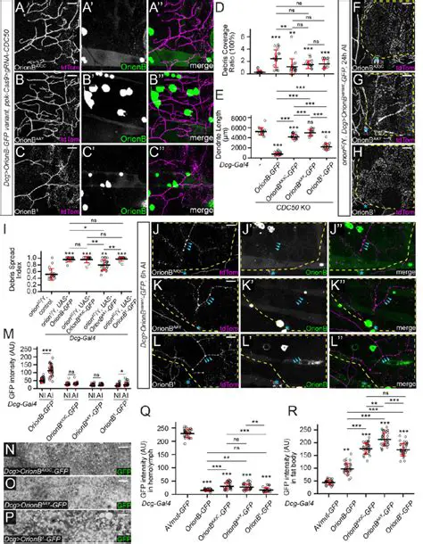 Understanding the Ry and Rry Systems