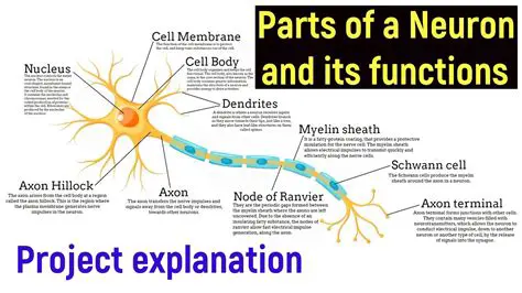 Understanding the Structure and Function of Neurons