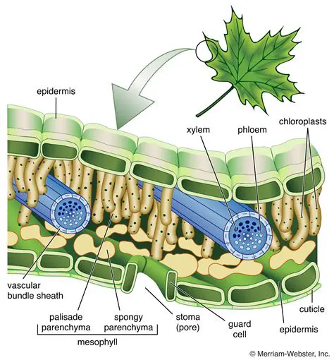 Understanding the Structure of a Leaf Cell