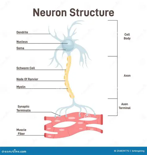 Understanding the Structure of a Neuron