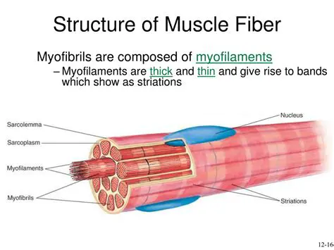 Understanding the Structure of Muscle Fibers