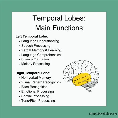 Understanding the Temporal Lobe