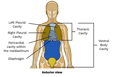 Understanding the Thoracic Cavity