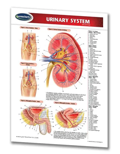 Understanding the Urinary System