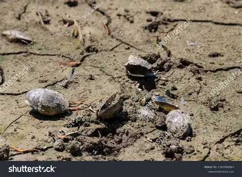 Unraveling the Myth: Why Weather Reports Seem to 'Summon' Snails