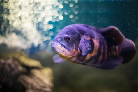 Unveiling the Enigmatic Oscar Fish: A Comprehensive Guide