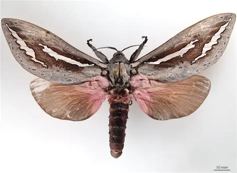 Unveiling the Enigmatic World of Iimiljuschka: A Comprehensive Exploration