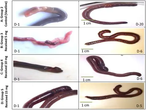 Up to Eight Worms per Group