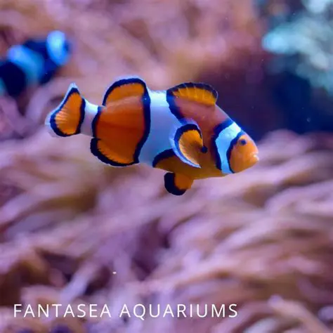 Up to seven Percula Clownfish