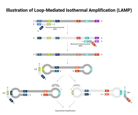 Use of Amplification technique