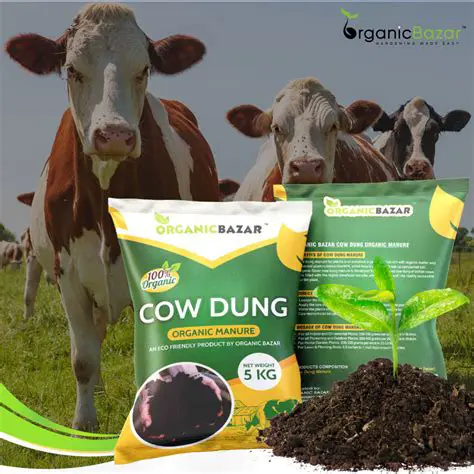 Use of cow dung as a source of organic fertilizer