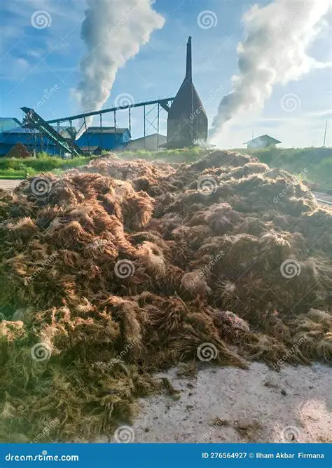 Use of oil palm empty bunches as compost should be promoted