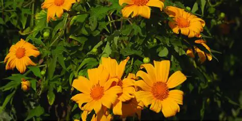 Use of Tithonia Diversifolia