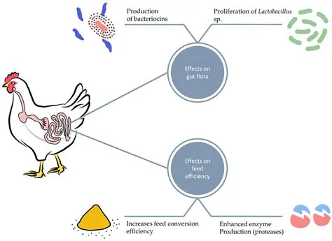 Utilizing Sand Cork Fish Waste to Improve Broiler Chicken Performance