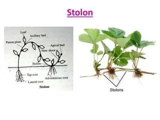 Variation of Stolon Sources