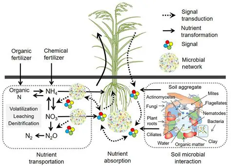 Varieties and Fertilizer Interactions
