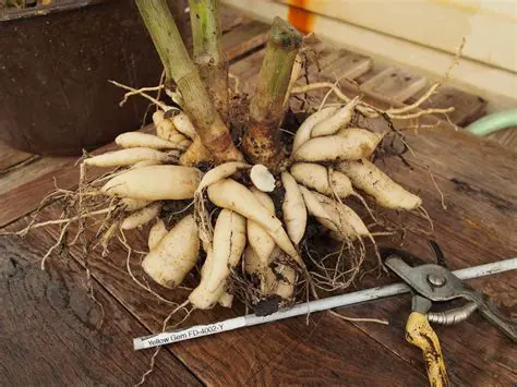 Vegetative Propagation in Dahlia