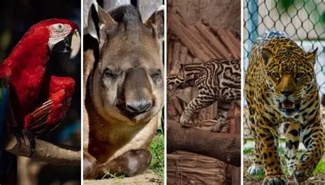 Ventajas de la Mezcla de Especies en la Plaza
