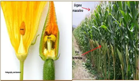 Ventajas del hermafroditismo en las plantas
