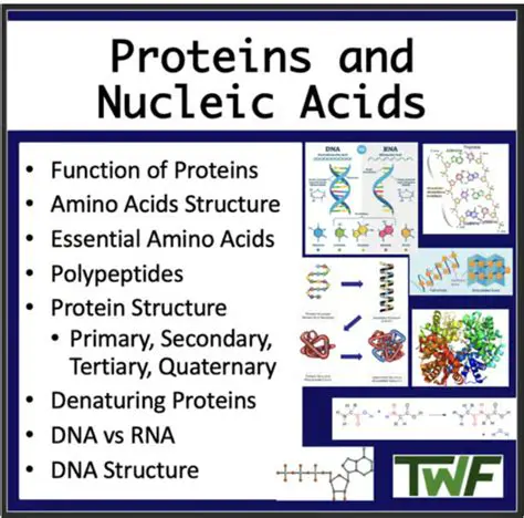 Visualisation of Proteins and Nucleic Acids