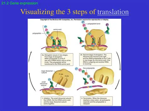 Visualizing the Translation