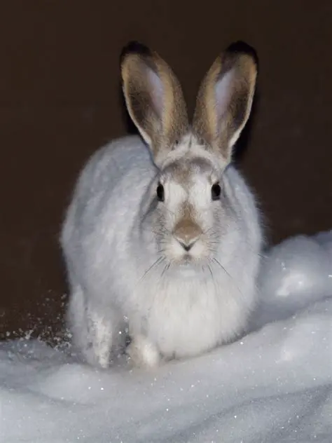 Watch videos of the snowshoe rabbit