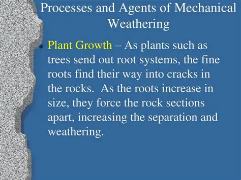 Weathering and Plant Growth