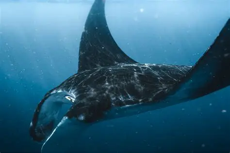 Whale Watching Indonesia: Your Ultimate Guide to Witnessing Majestic Marine Giants