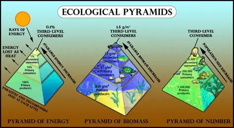 Why the Pyramid of Energy Cannot be Inverted